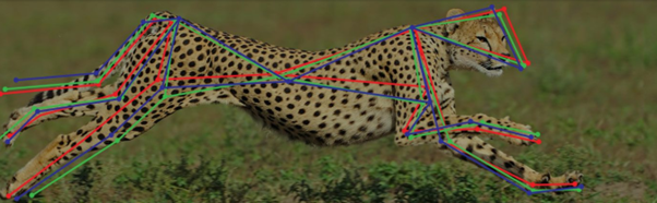 Decoding Wild Animal Behaviour and Locomotion Through the Lens of Robotics